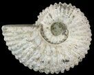 Bumpy Douvilleiceras Ammonite - Madagascar #53314-1